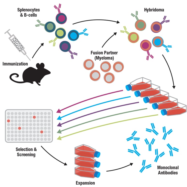 Antibody Essentials Part 4 Polyclonal vs Monoclonal Antibodies